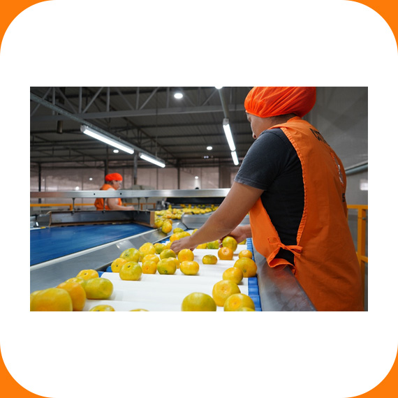 Sector packing - frutas